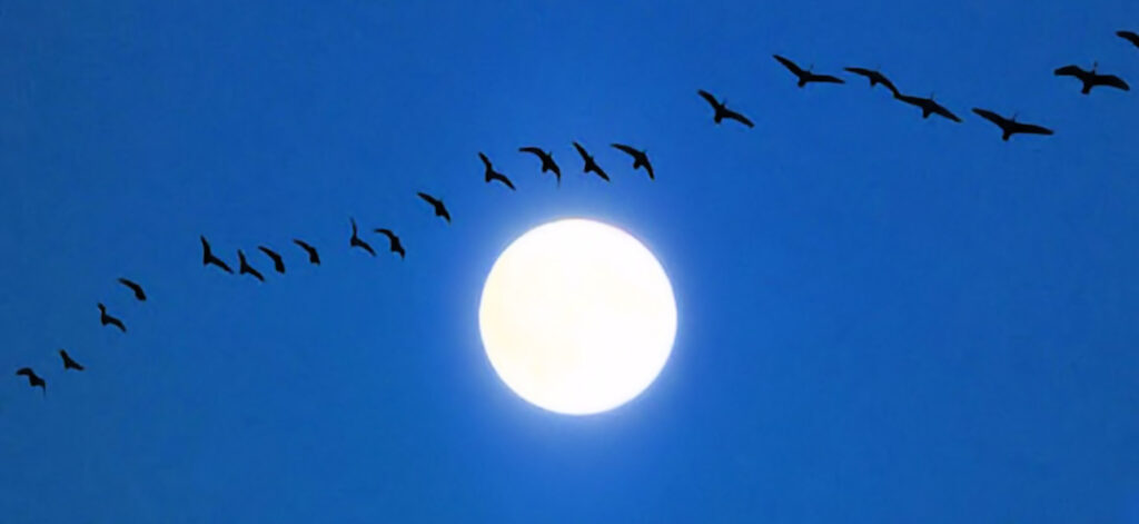 Soleil et migration d'oiseaux - La Conférence des oiseaux, une quête collective vers la restauration de la biosphère