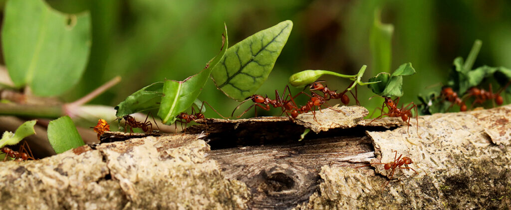Quels antibiotiques les fourmis utilisent-elles ?