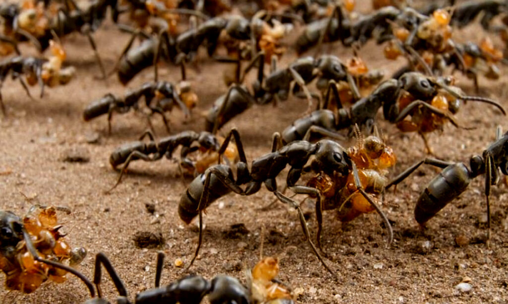 Les fourmis utilisent-elles des outils naturels ?