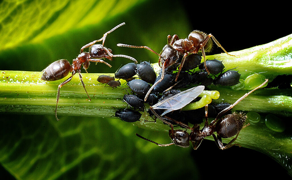 Le miellat de pucerons est-il important ?