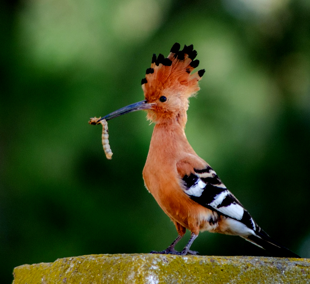 Huppe - La Conférence des oiseaux, une quête collective vers la restauration de la biosphère