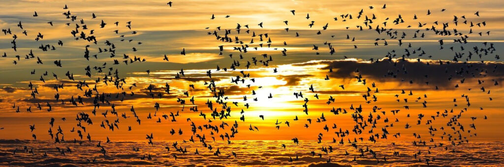 Migration - La Conférence des oiseaux, une quête collective vers la restauration de la biosphère