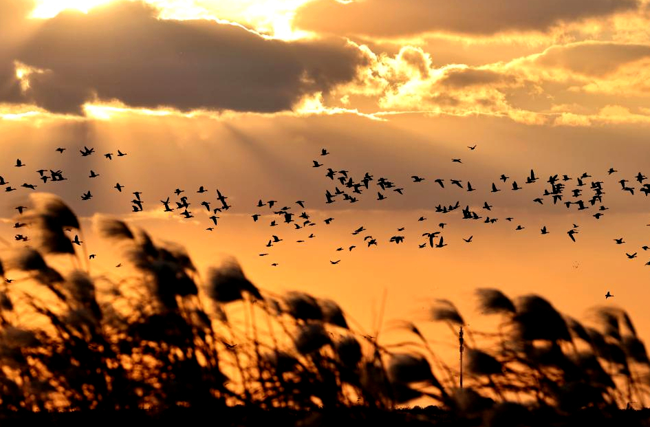Migration - La Conférence des oiseaux, une quête collective vers la restauration de la biosphère