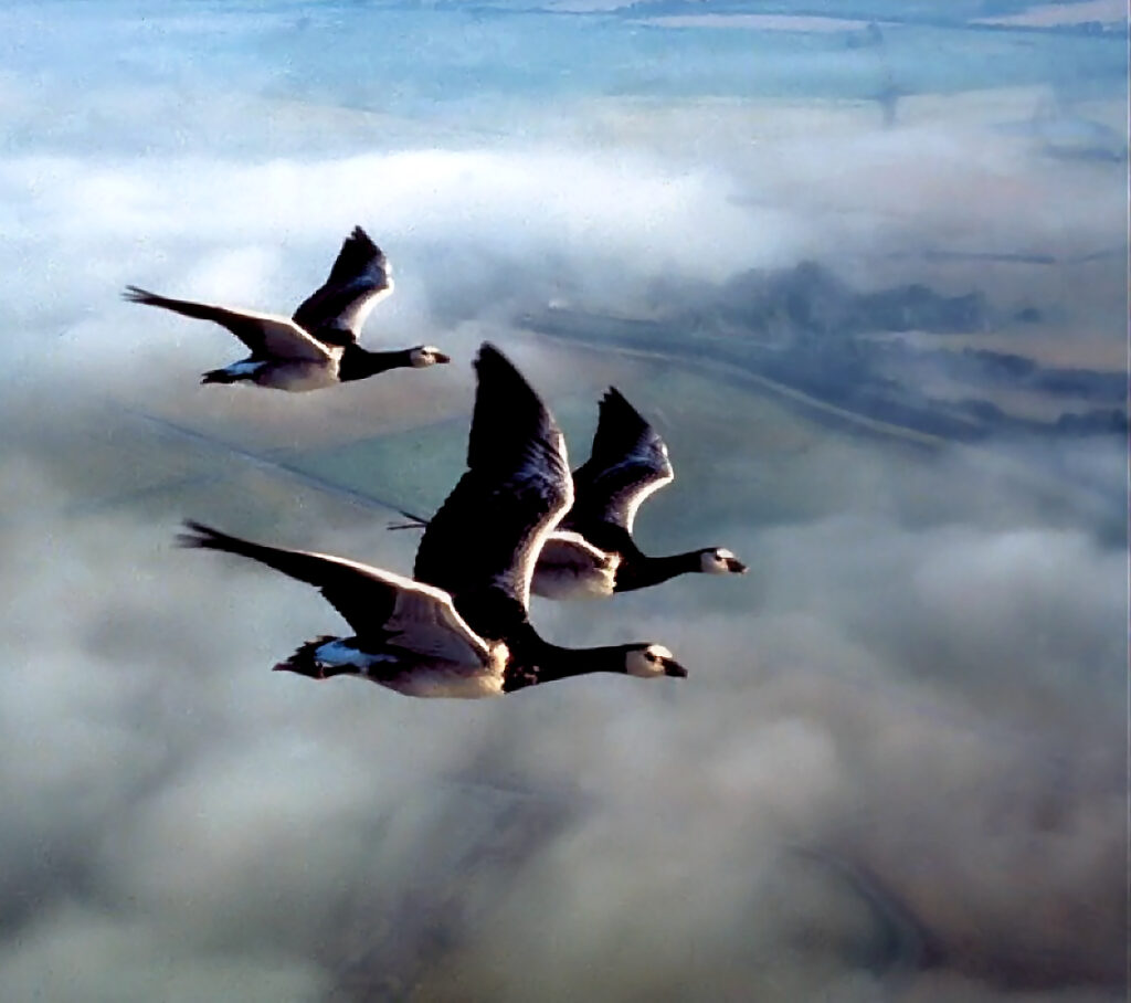 Migration des oies - La Conférence des oiseaux, une quête collective vers la restauration de la biosphère